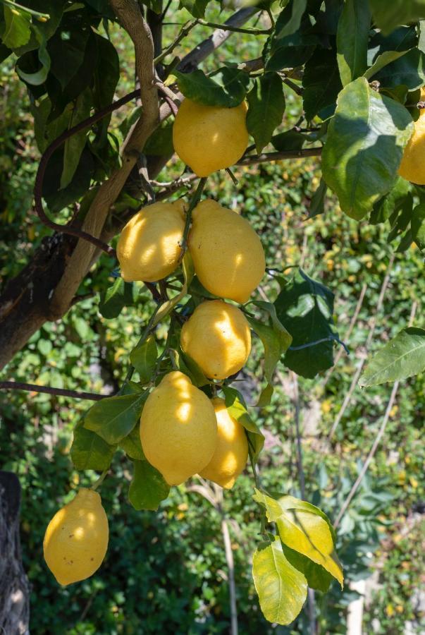 לינה וארוחת בוקר Sorrento Hills מראה חיצוני תמונה